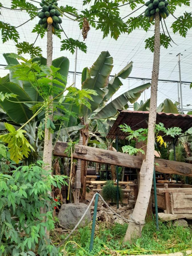 Tenerife Homestay San Miguel de Abona Ngoại thất bức ảnh